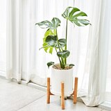 몬스테라 우드 스탠드 포함 70cm