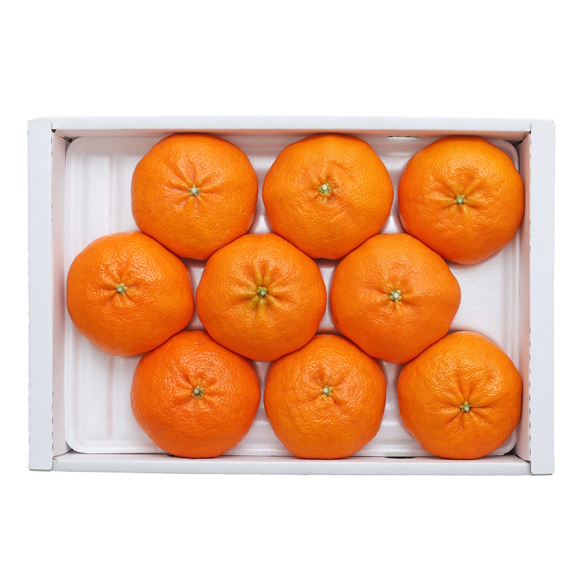 제주 레드향 선물세트 3kg 6~9입