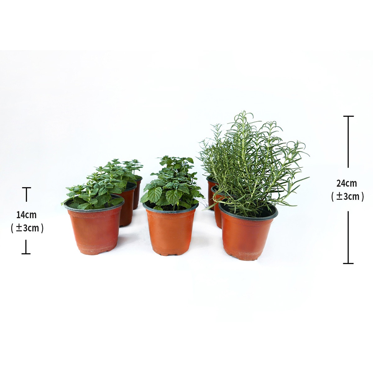 허브식물 9팩 14cm & 24cm