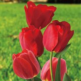 튤립 구근 / 최소구매 2 - 아펠던 튤립 구근 / 최소구매 2 - 아펠던