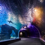 아쿠아플라넷 이용권 (광교점)