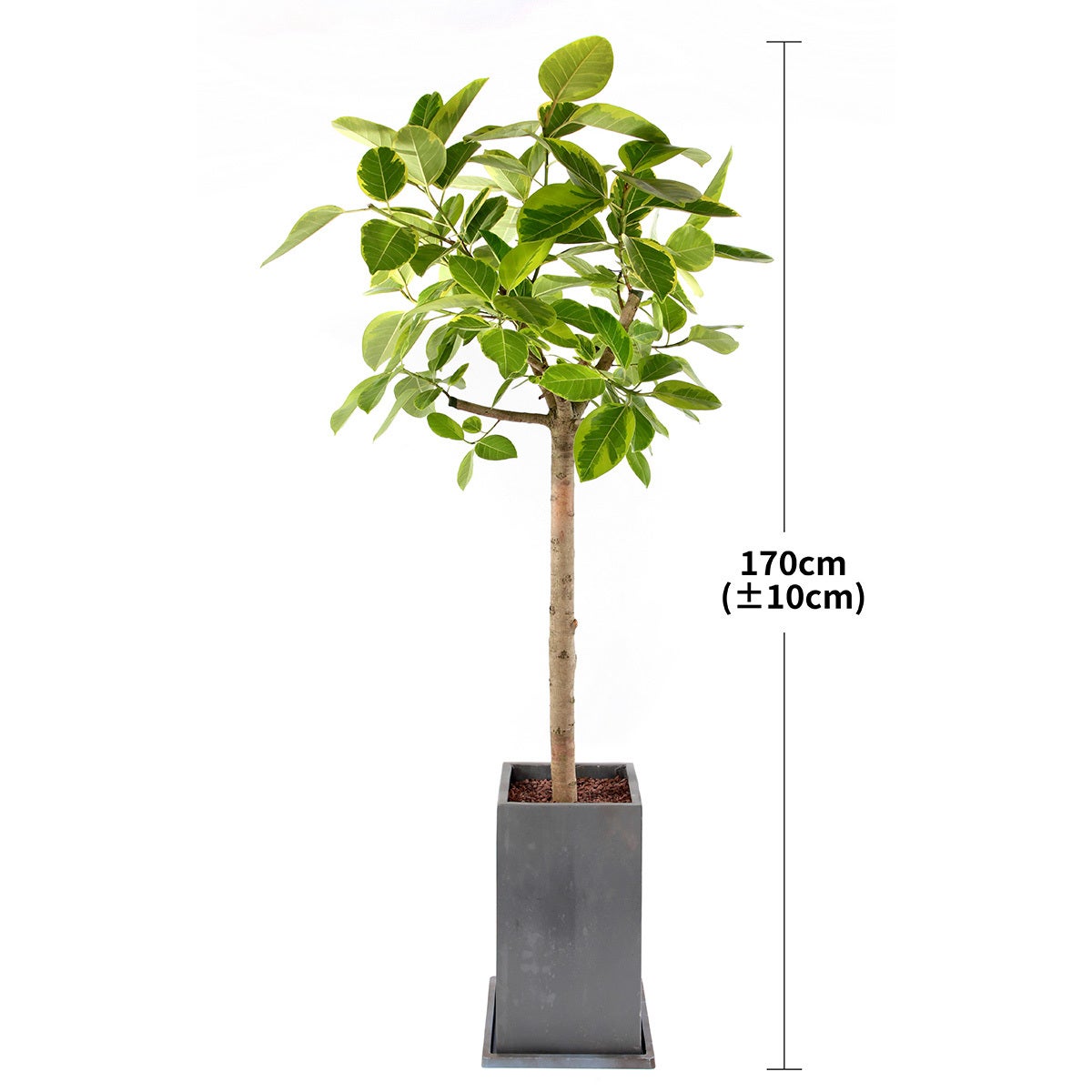 [서울/경기배송]뱅갈고무나무 170cm