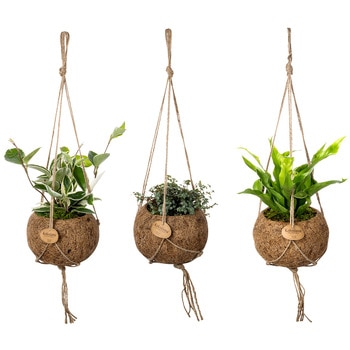 코코다마3종세트