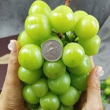샤인머스켓 & 애플망고 & 황금향 세트 3.3kg