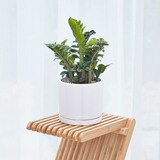보석금전수 우드스탠드 포함, 40cm