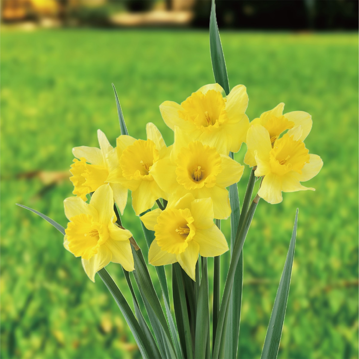 수선화 구근 / 최소구매 2 - 테테아테테 수선화 구근 / 최소구매 2 - 테테아테테