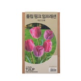 튤립 구근 / 최소구매 2 튤립 구근 / 최소구매 2