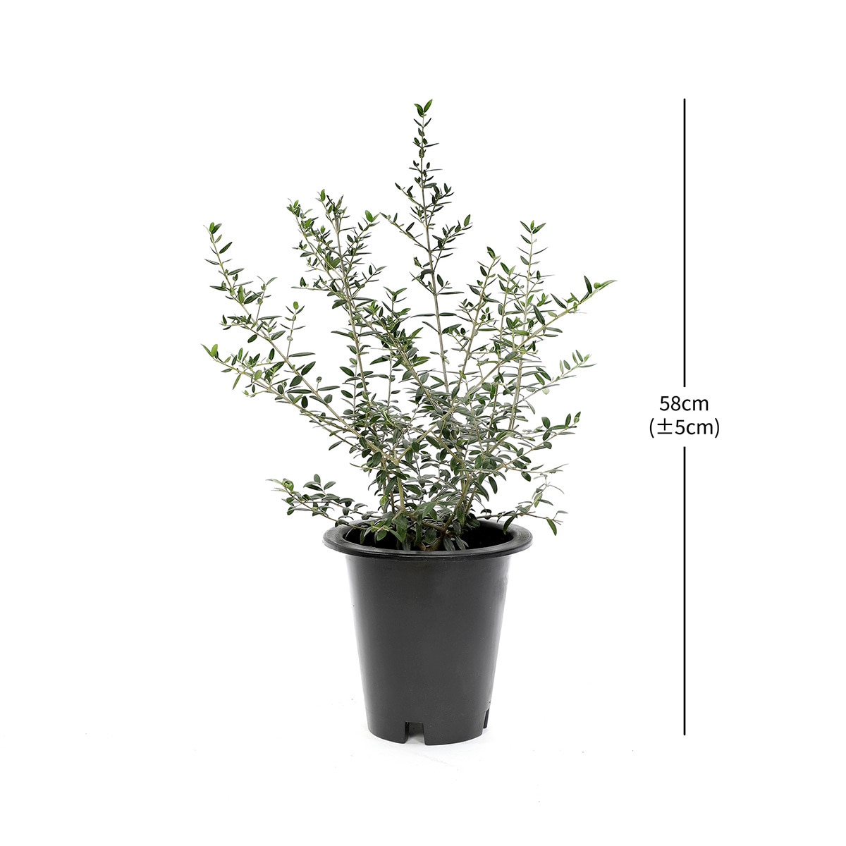 올리브나무 재배분 58cm