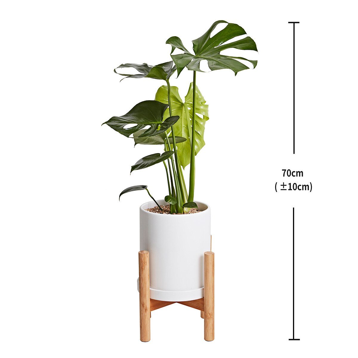 몬스테라 우드 스탠드 포함 70cm
