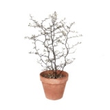 코로키아 토분 45cm