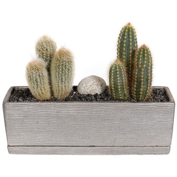 선인장 ２종 모듬 H