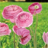 라넌큘러스 구근 / 최소구매 2 - 로사치아로 라넌큘러스 구근 / 최소구매 2 - 로사치아로