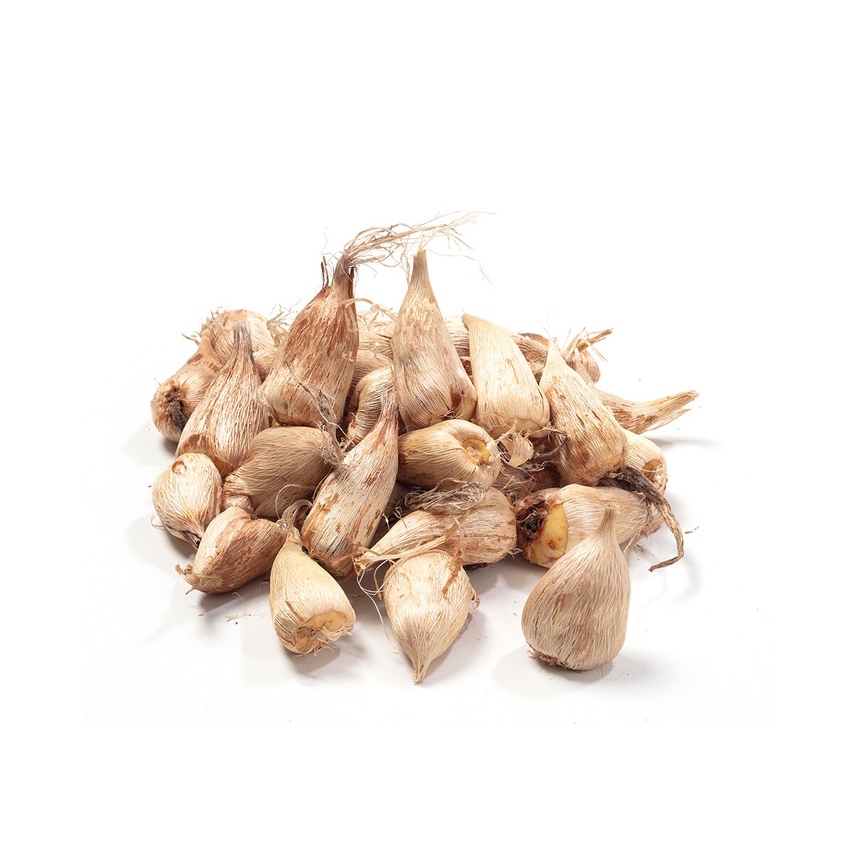 프리지아 구근 / 최소구매 2