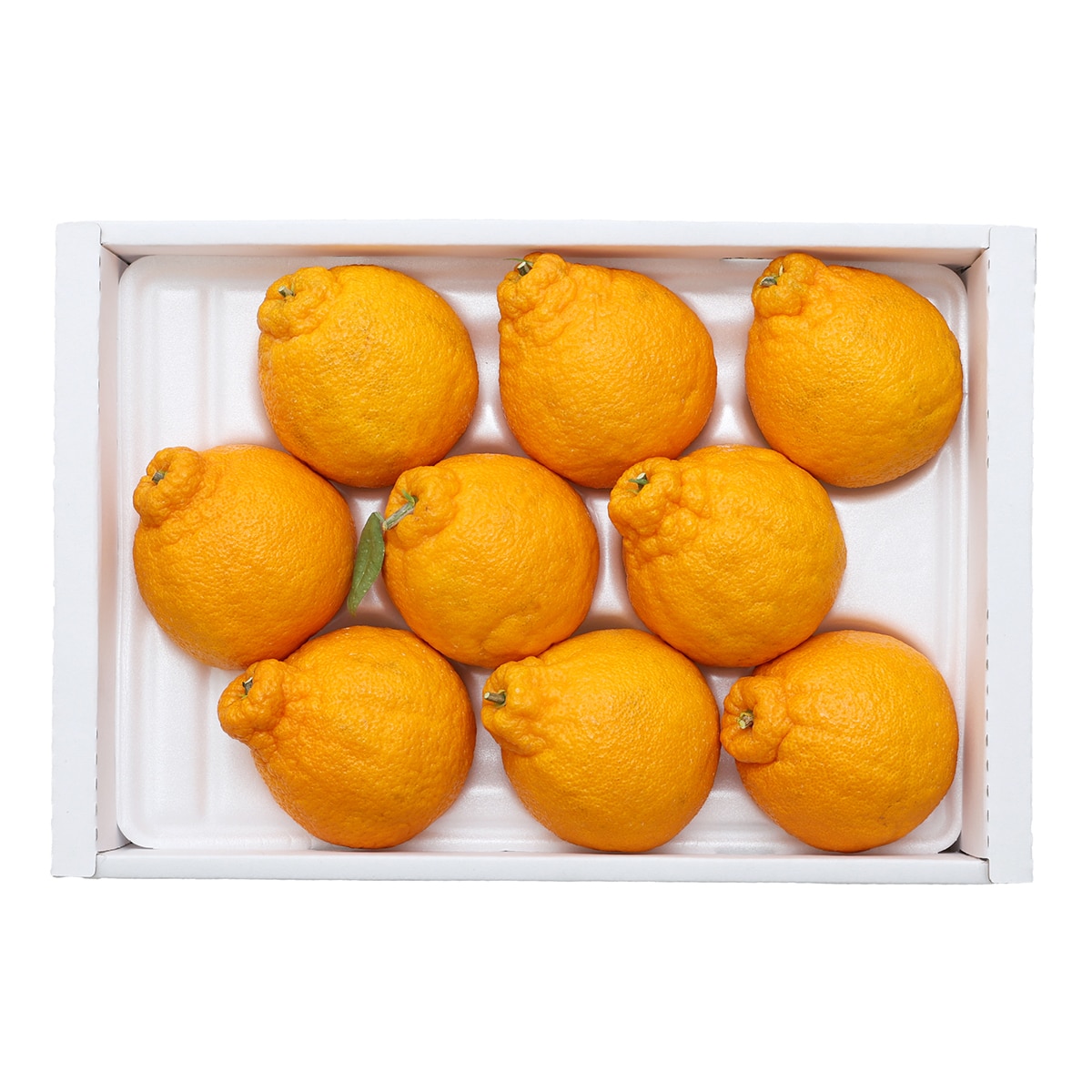 제주 한라봉 선물세트 3kg (6~9입)