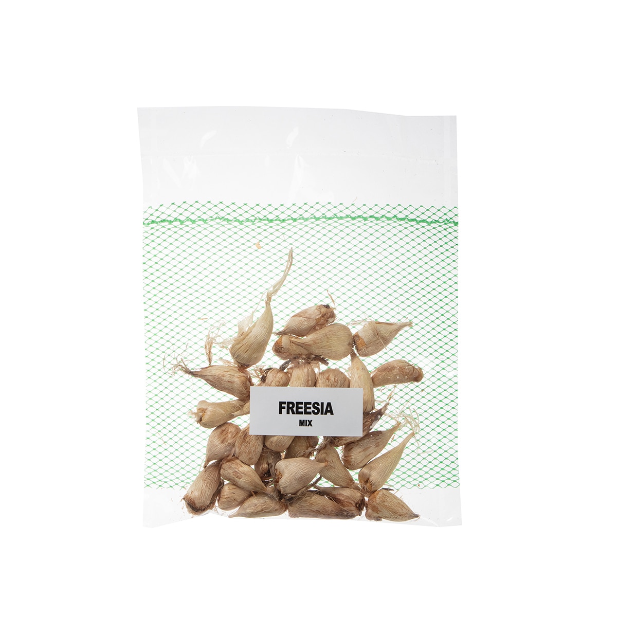 프리지아 구근 / 최소구매 2