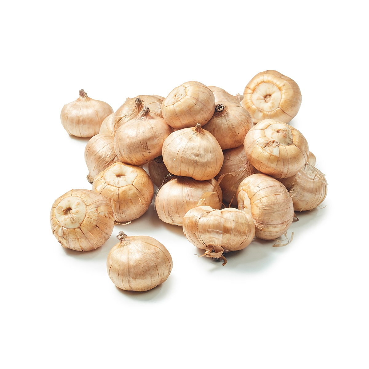 글라디올러스 구근 / 최소구매 2 - 카리스마