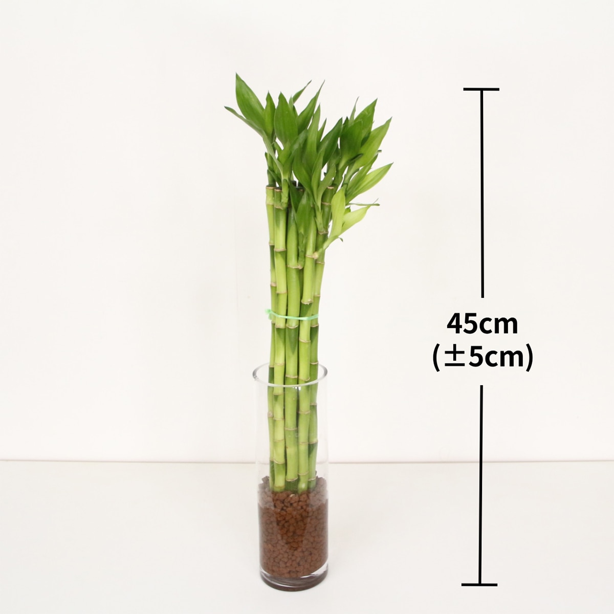 개운죽45cm