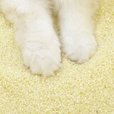 아메리칸솔루션 카사바 모래 5.6kg