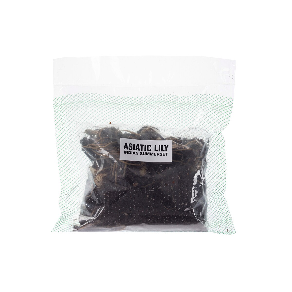 릴리 아시아틱 구근 / 최소구매 2 - 인디안써머셋 릴리 아시아틱 구근 / 최소구매 2 - 인디안써머셋