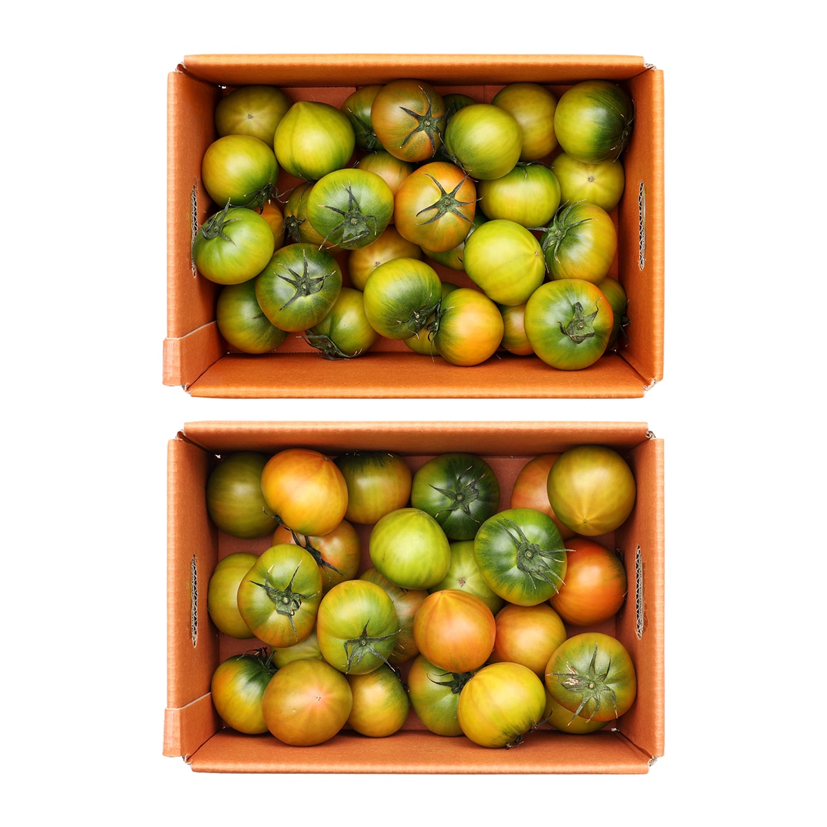 대저 토마토 5kg (2.5kg x 2 박스)