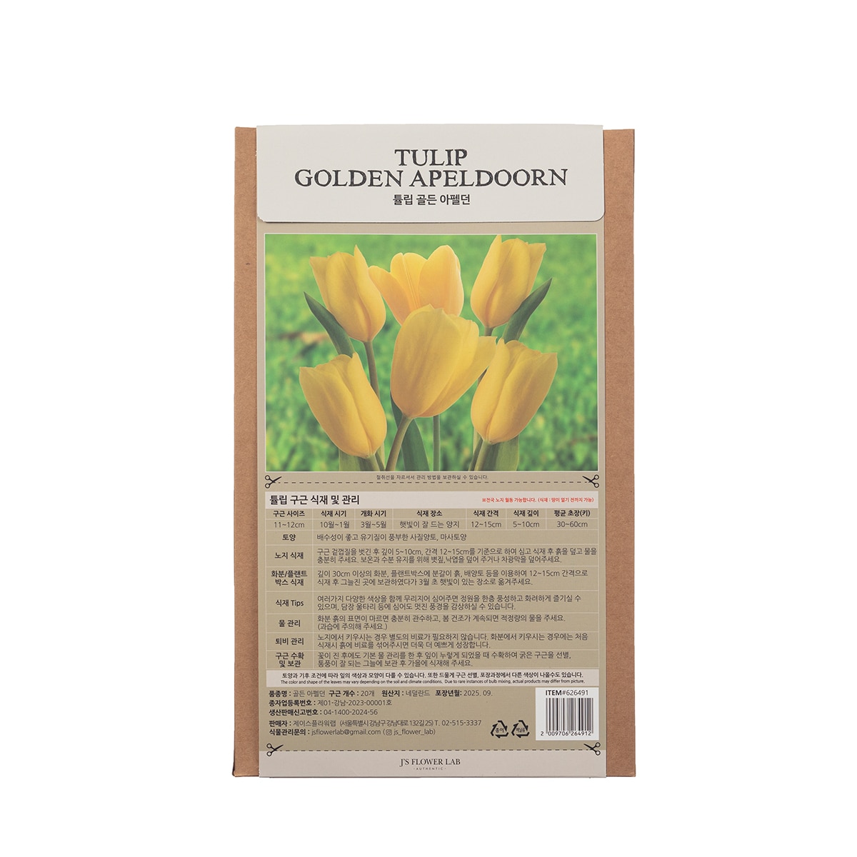 튤립 구근 / 최소구매 2 - 골든 아펠던