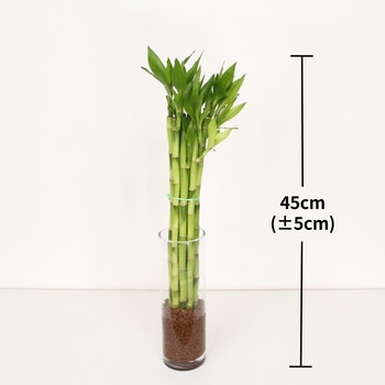 개운죽45cm
