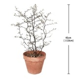코로키아 토분 45cm