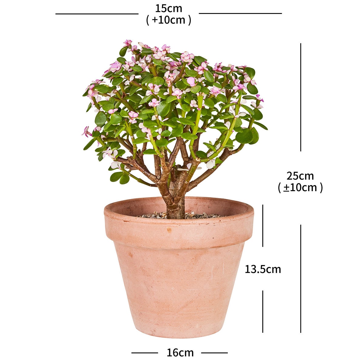 은행목 2개입, 25cm