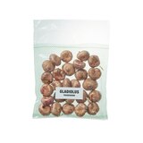 글라디올러스 구근 / 최소구매 2 - 트레이더혼 글라디올러스 구근 / 최소구매 2 - 트레이더혼