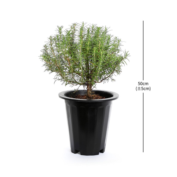 Rosemary Grower Pot 50cm 649380