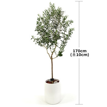 [서울/경기배송] 올리브나무