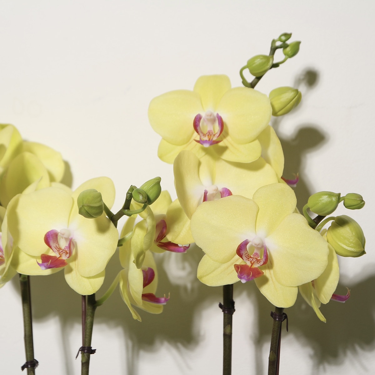 호접란 2팩 재배분 45cm - 연노랑