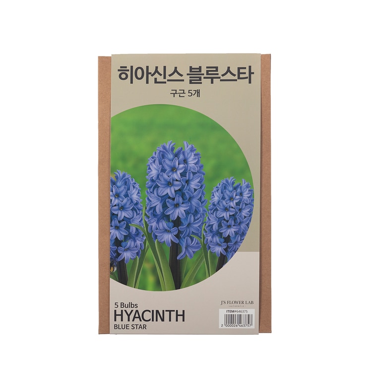 히아신스 구근 / 최소구매 2