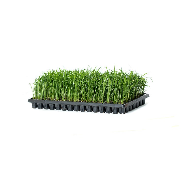 맥문동 210팩 15cm 맥문동 210팩 15cm