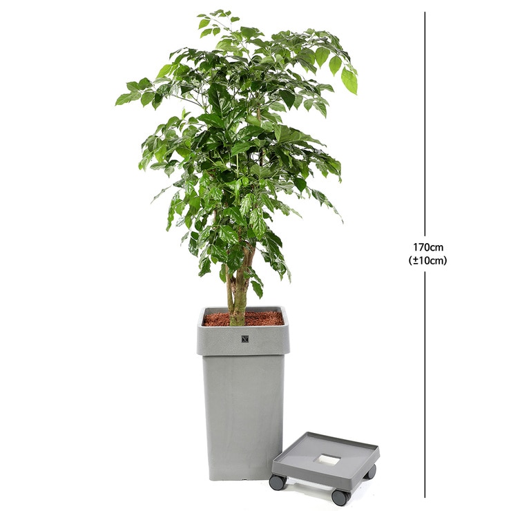 [Seoul/Gyeonggi-do] Root of Fragrant, 175cm, Caddy included 633714
