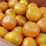 귤림원 타이벡 밀감 5kg